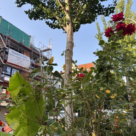 Größeres Bild ansehen